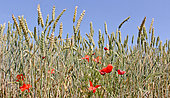 Wheat growing in Sarthe, Pays de la Loire, France