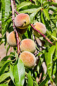 Peach vines, Bonnétable vegetable garden, Sarthe, France