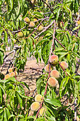 Peach vines, Bonnétable vegetable garden, Sarthe, France