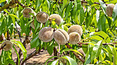 Peach vines, Bonnétable vegetable garden, Sarthe, France