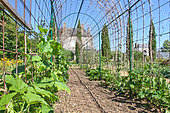 Growing Cucurbits in the vegetable garden at Bonnétable, Sarthe, France