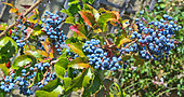 Mahonia in fruit, Jardin de Bonnétable, Sarthe, France