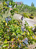 Mahonia in fruit, Jardin de Bonnétable, Sarthe, France
