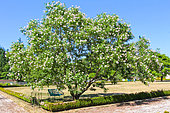 Chitalpa, tree in bloom, Jardin de Bonnétable, Sarthe, France
