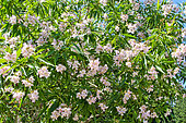 Chitalpa, tree in bloom, Jardin de Bonnétable, Sarthe, France