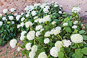 Hydrangea in bloom, Jardin de Bonnétable, France