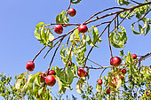 Nectarines on the tree, Jardin de Bonnétable, Sarthe, France