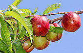 Nectarines on the tree, Jardin de Bonnétable, Sarthe, France