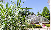 Glass greenhouse housing several varieties of tomatoes and an Arundo Danox in the foreground, Jardin potager pédagogique de Bonnétable, Sarthe, France