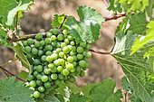 Viticulture, unripe grapes, Sarthe, France