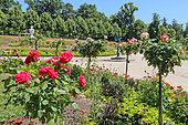 Tall roses in the Jardin des Plantes, Le Mans, Sarthe, France