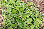 Green bean, Sarthe, France
