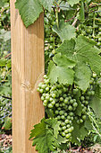 Vineyard, bunch of unripe grapes and wooden post, Sarthe, France