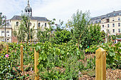 A vineyard just for summer in the city center, here Place de la République, Le Mans, Sarthe, France