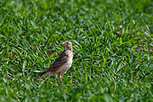 Skylark (Alauda arvensis) in the grass, "Du Mont" limestone lawn, Troussey, Meuse, Lorraine, France