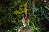 Giant flower (inflorescence) of Titan phallus = arum titan (Amorphophallus titanum), Aracae native to Java, in the Jean-Marie Pelt botanical garden in Nancy, Lorraine, France.