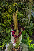 Giant flower (inflorescence) of Titan phallus = arum titan (Amorphophallus titanum), Aracae native to Java, in the Jean-Marie Pelt botanical garden in Nancy, Lorraine, France.
