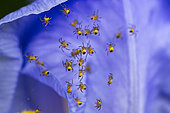 Young spiders (spiders) just born on a blue iris flower, France