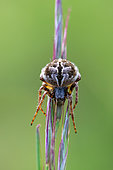 Epeire diadème (Araneus diadematus), "Du Mont" limestone coast, Troussey, Meuse, Lorraine, France