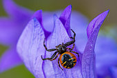 Crab spider (Synema globosum) red and black adult on bluebell flower, Bouxières aux Dames plateau, Lorraine, France