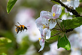 Brown bumblebee (Bombus pascuorum) pollinator in flight and apple tree in blossom, France