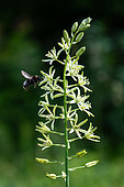 Ground bumblebee (Bombus terrestris) polanizer on Spiked Star-of-Bethlehem (Ornithogalum pyrenaicum), Plateau de Bouxières aux Dames, Lorraine, France