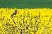 Buzzard (Buteo buteo) on a branch in front of a field of rapeseed in bloom, Albestroff, Lorraine, France