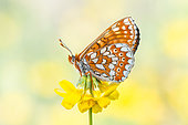 Marsh Fritillary (Euphydryas aurinia) on flower, protected natural site of the limestone lawn of Lorry-Mardigny, Lorraine, France