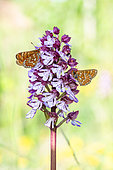 Marsh Fritillary (Euphydryas aurinia) on Purple Orchid (Orchis purpurea), protected natural site of the Lorry-Mardigny limestone lawn, Lorraine, France
