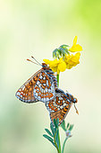Marsh Fritillary (Euphydryas aurinia) mating, protected natural site of the Lorry-Mardigny limestone lawn, Lorraine, France