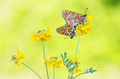 Damier de la Succise (Euphydryas aurinia) mating, protected natural site of the Lorry-Mardigny limestone lawn, Lorraine, France
