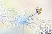 Marsh Fritillary (Euphydryas aurinia), on Pasque flower fruit, protected natural site of the Lorry-Mardigny limestone lawn, Lorraine, France