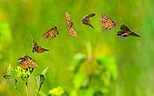 Marsh Fritillary (Euphydryas aurinia) in flight, protected natural site of the Lorry-Mardigny limestone lawn, Lorraine, France