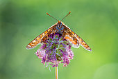 Marsh Fritillary (Euphydryas aurinia) on flower, protected natural site of the limestone lawn of Lorry-Mardigny, Lorraine, France