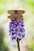 Marsh Fritillary (Euphydryas aurinia) mating, protected natural site of the Lorry-Mardigny limestone lawn, Lorraine, France
