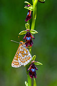 Marsh Fritillary (Euphydryas aurinia) on Fly orchid (Ophrys insectifera) flower, protected natural site of the limestone lawn of Lorry-Mardigny, Lorraine, France