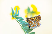 Marsh Fritillary (Euphydryas aurinia) on leaves, protected natural site of the Lorry-Mardigny limestone lawn, Lorraine, France
