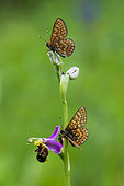 Marsh Fritillary (Euphydryas aurinia) on Bee orchid (Ophrys apifera), protected natural site of the Lorry-Mardigny limestone lawn, Lorraine, France