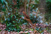 Red squirrel (Sciurus vulgaris) jumping on the ground, Parc Sainte Marie, Nancy, Lorraine, France