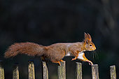 Red squirrel (Sciurus vulgaris) moving on a fence, Parc Sainte Marie, Nancy, Lorraine, France