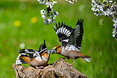 Male Hawfinches (Coccothraustes coccothraustes) fighting on a stump in garden, Marbache, Lorraine, France