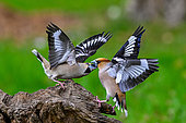 Hawfinches (Coccothraustes coccothraustes) fighting on a stump in garden, Marbache, Lorraine, France
