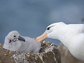 Chick on nest. Black-browed Albatross or Mollymauk (Thalassarche melanophris). South America, Falkland Islands, Saunders Island, summer