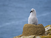 Chick on nest. Black-browed Albatross or Mollymauk (Thalassarche melanophris). South America, Falkland Islands, Saunders Island, summer
