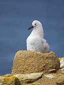 Chick on nest. Black-browed Albatross or Mollymauk (Thalassarche melanophris). South America, Falkland Islands, Saunders Island, summer