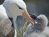Black-browed Albatross or Mollymauk (Thalassarche melanophris) feeding a chick. South America, Falkland Islands, Saunders Island, summer
