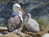 Black-browed Albatross or Mollymauk (Thalassarche melanophris) feeding a chick. South America, Falkland Islands, Saunders Island, summer