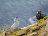 Chick fending off a Turkey Vulture. Black-browed Albatross or Mollymauk (Thalassarche melanophris). South America, Falkland Islands, Saunders Island, summer