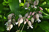 Maidenstears (Silene vulgaris), flowers, France