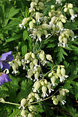 Maidenstears (Silene vulgaris), flowers, France